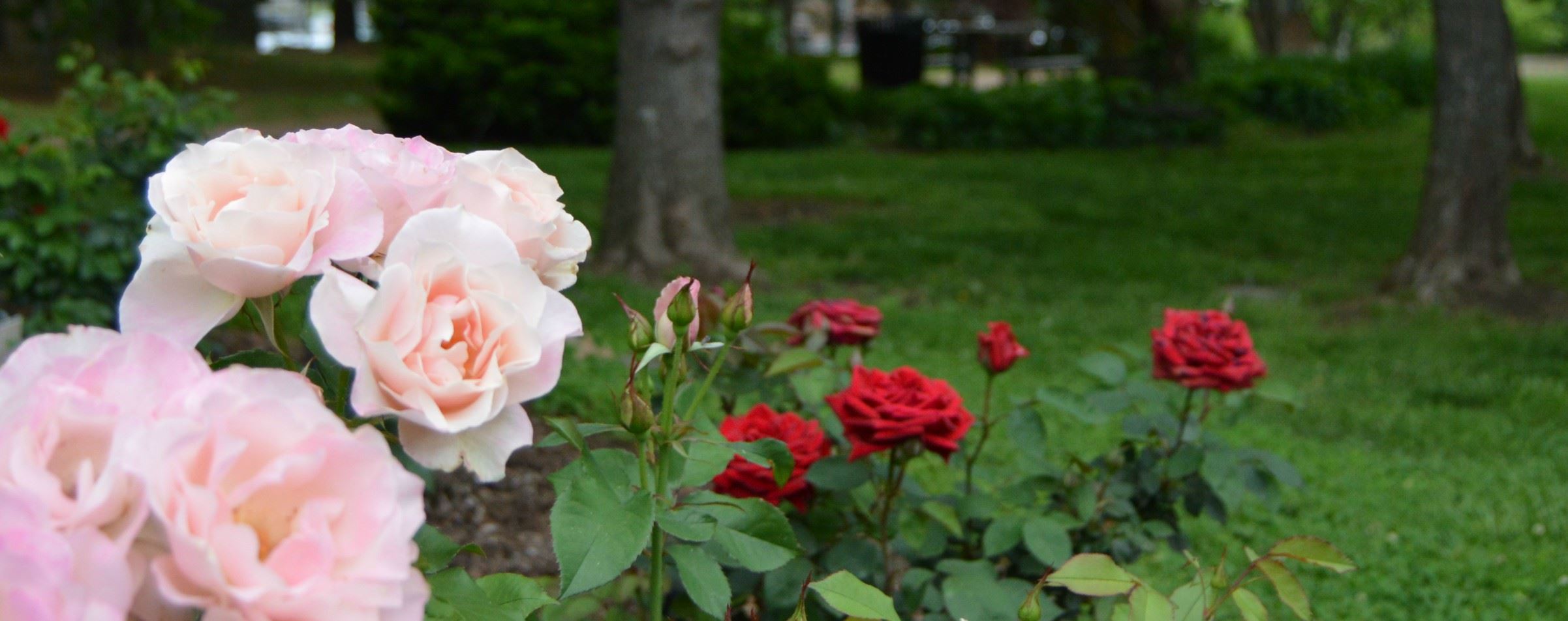 Dogwood Park Rose Bushes