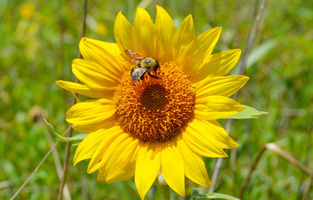 A bee lands on a flower in Cane Creek Park's pollinator fields.