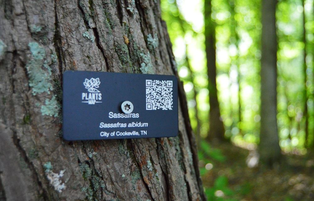 A sassafras tree is labeled at Cane Creek Park.