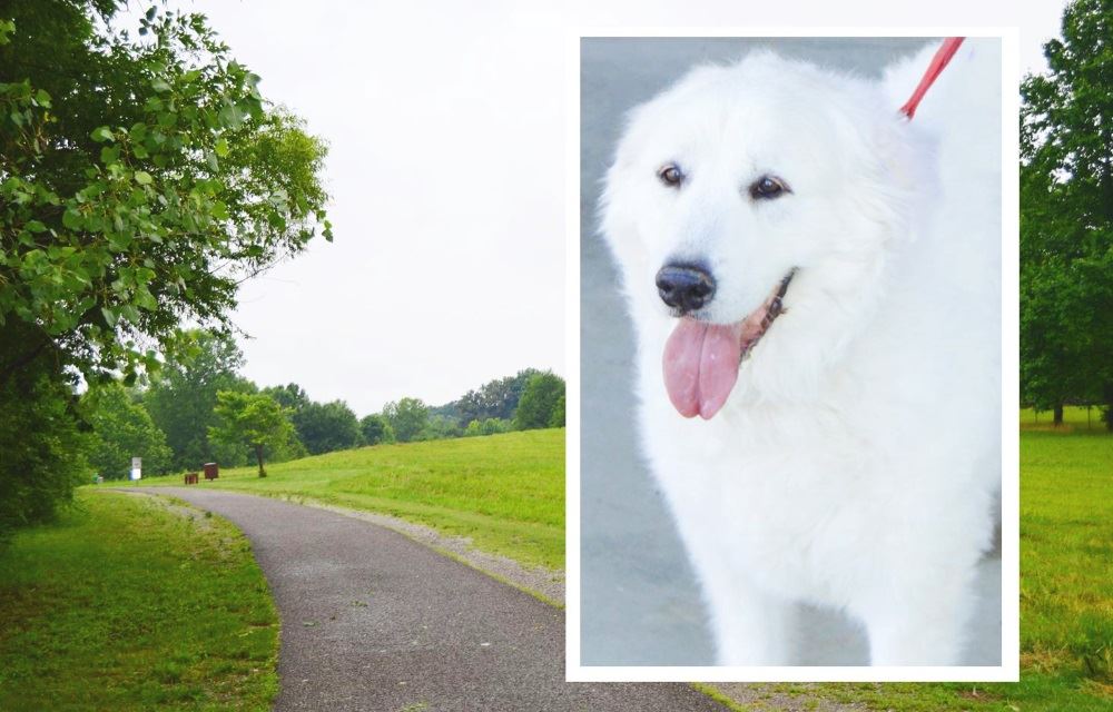 dog park at cane creek park