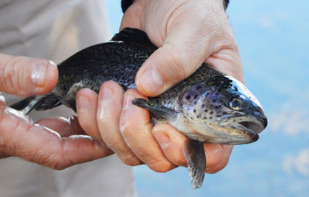 A trout is held before it's released into the lake.