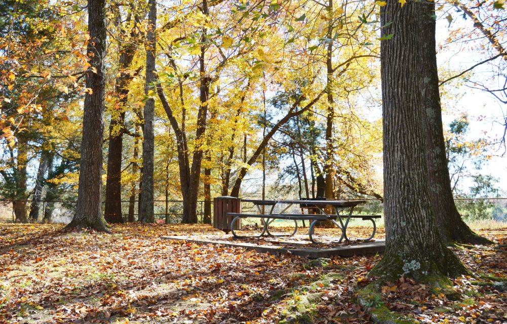 A picnic table at Cane Creek Park.