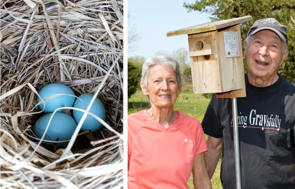 bluebird boxes in city parks